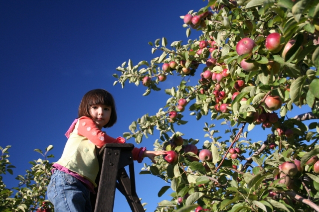 Apple Tree Harvest Abundance